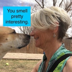 pet-sitter-jobs-hiring-now
